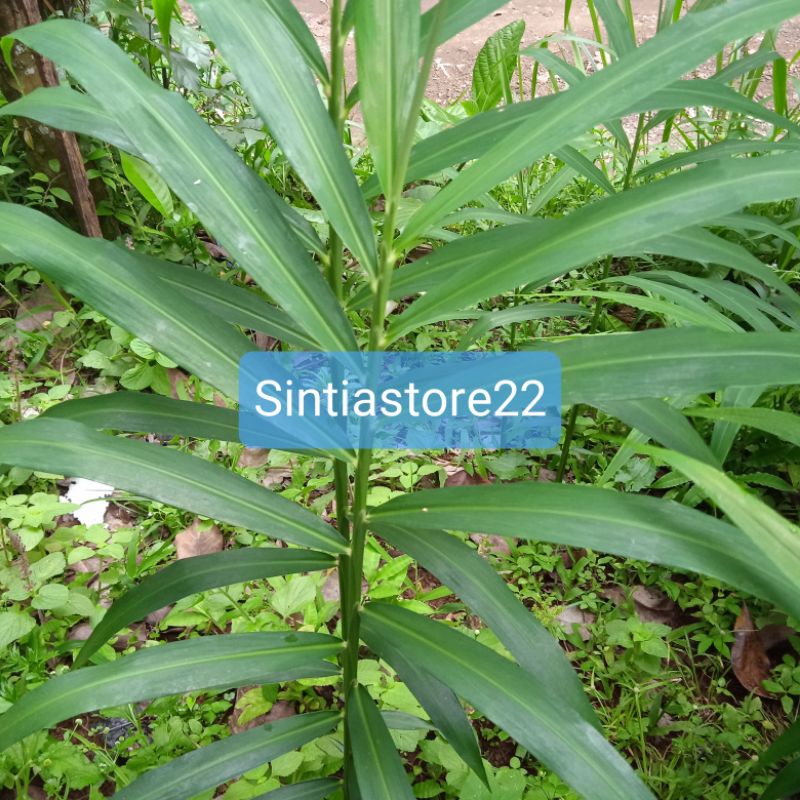 

Daun jahe segar petik langsung per 600 gram
