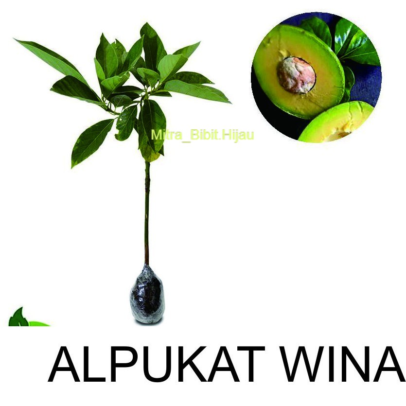Bibit Alpukat Wina