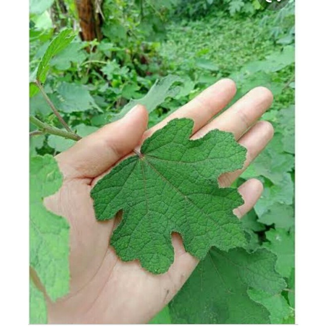 

Daun Pulutan Segar 150gram Daun Pungpurutan Obat herbal asma