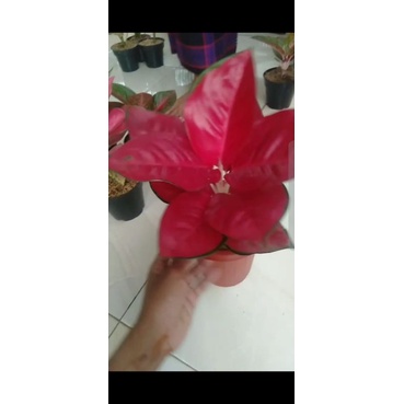 suksom jaipong anak 1