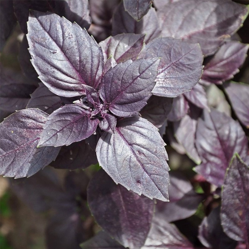 

100 pc empat musim menghasilkan daun ungu sembilan lapisan benih menara Basil perilla