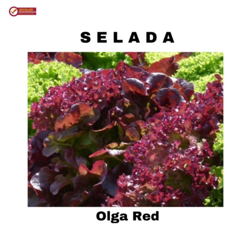 benih bibit selada merah olga red known you seed - KYS OLGA RED