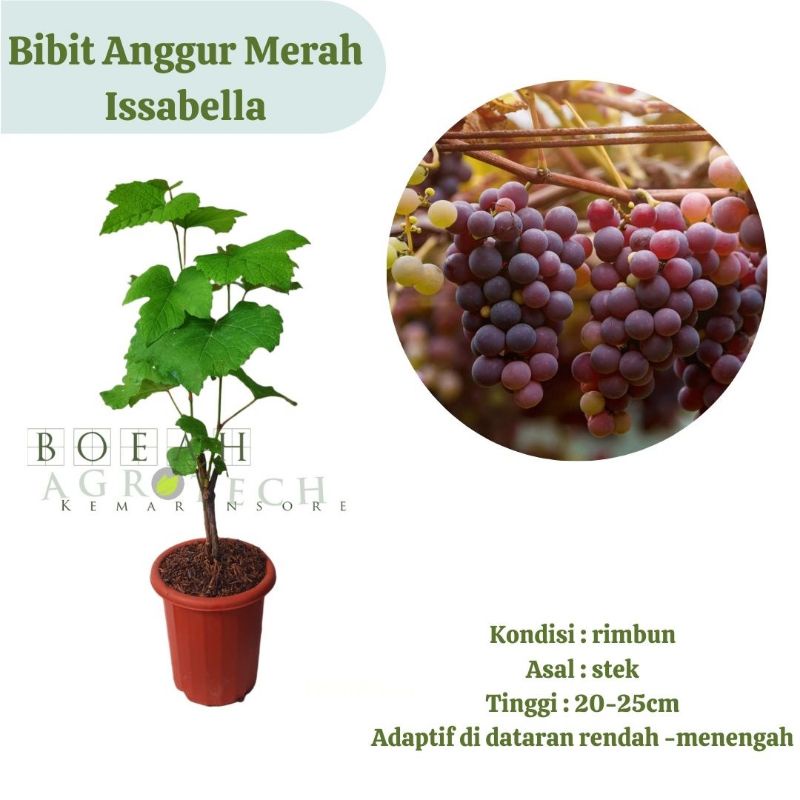 Jual Bibit Tanaman Buah Anggur Merah Lokal Jenis Isabella Shopee