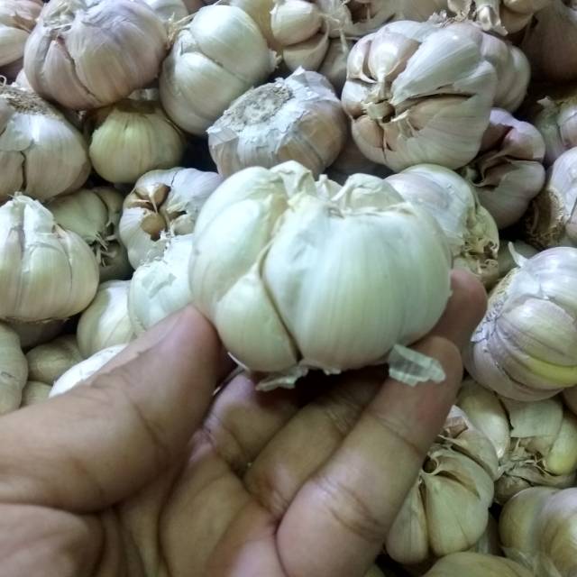 

Bawang putih kating