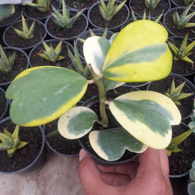 Hoya love variegata cluster
