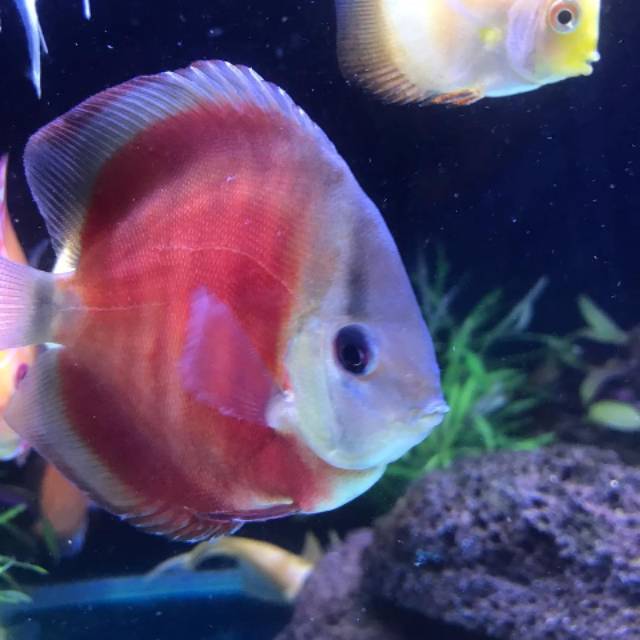 Discus 2 inch sampai 4 inch