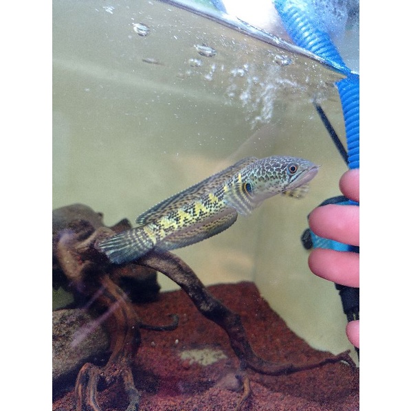 auranti 11-12cm istimewa