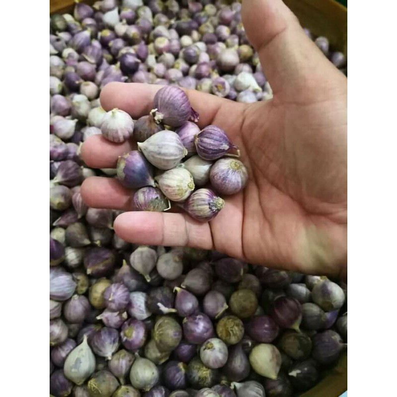 

Bawang Putih Tunggal 1 KG Tanpa Pemutih-Bawang Lanang ORI Tanpa Kimia
