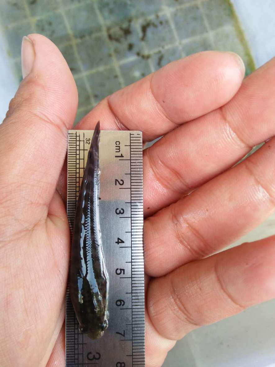 Idul Fitri, Box Lebaran, Packaging, Dus, Toples Box, Kotak - Tbif03 21  (20pc)