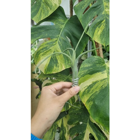 Tillandsia Intermedia