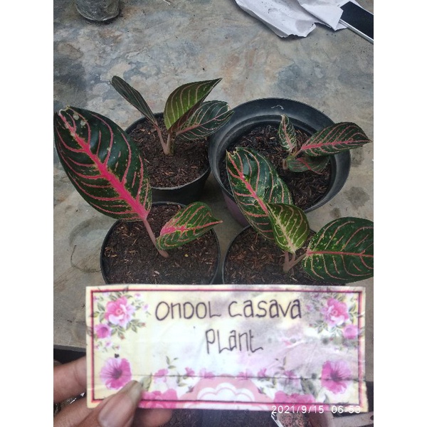 pride of Sumatra/red Sumatra anak