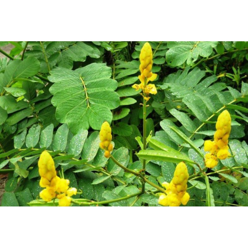 

DAUN KETEPENG (Cassia Alata L.)