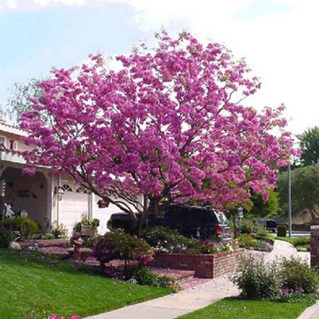 Benih Bunga tabebuya Pink