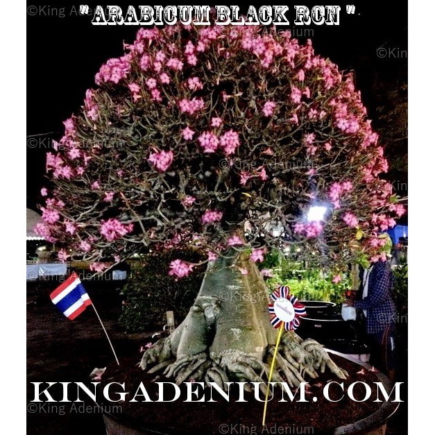 Bibit Benih Seed Biji Adenium Arabicum Black RCN Cocok Untuk Bonsai isi 5 Biji