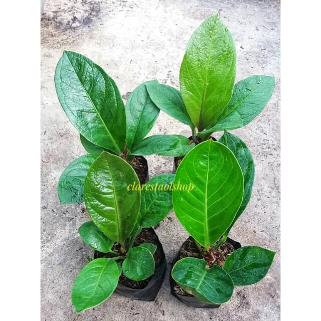 Anthurium jemani paket remaja 4 pohon mangkok&cobra