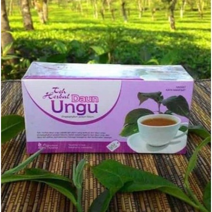 

TEH DAUN UNGU Herbal mengobati ambien atau wasir dengan teh daun ungu tazakka alami berkualitas susah BAB