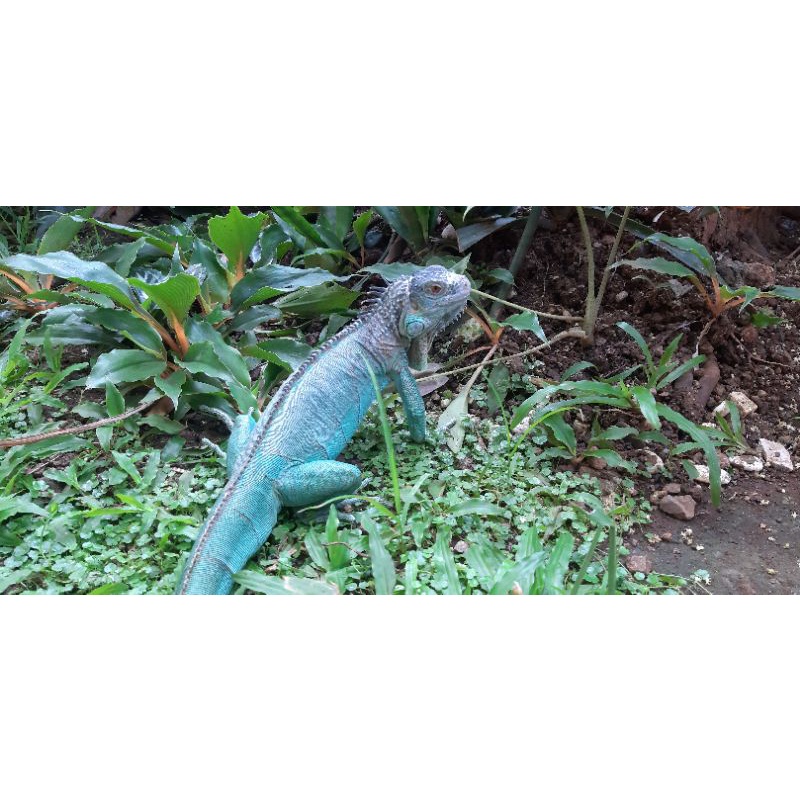 iguana blue biru jantan proven