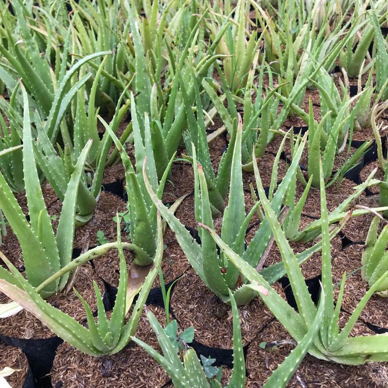 BIBIT LIDAH BUAYA SUPER UNGGUL (beli 5 gratis 1)