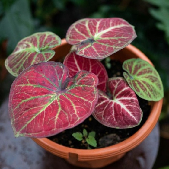 Big Boss Keladi || Tanaman Hias Keladi Murah || Tanaman Hias Cantik / Bibit