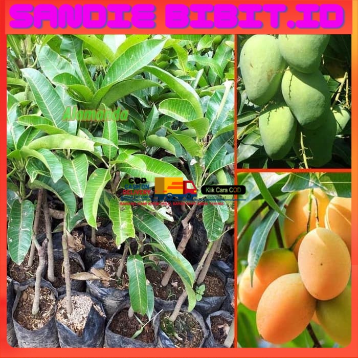 Bibit Tanaman Mangga Madu Anggur