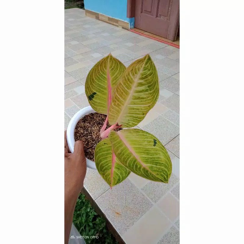 Aglonema goliath remaja