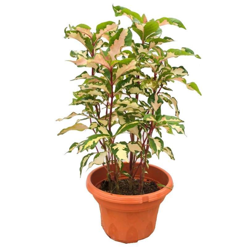 Bibit Tanaman Daun Ungu (Daun Wungu) variegata dengan nama ilmiah Graptophyllum pictum