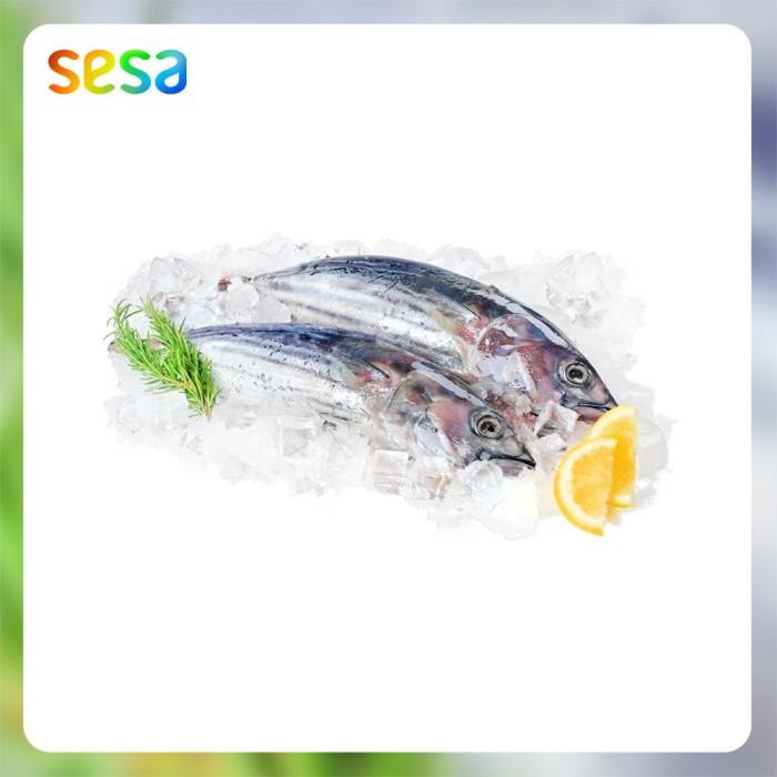 

Ikan Cakalang Beku 0.8-0.9kg Best Seller
