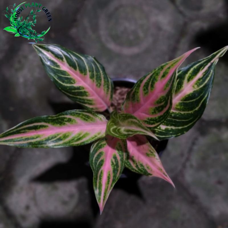 Aglonema Pink Sunset Asli ukuran Remaja
