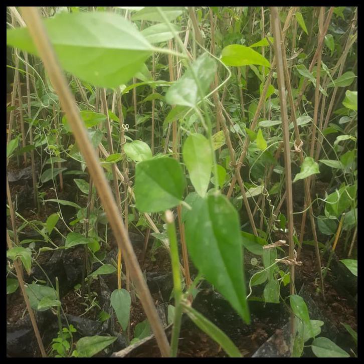 BIBIT DAUN CINCAU JELLY CINCAU RAMBAT CINCAU JELY BIBIT CINCAU