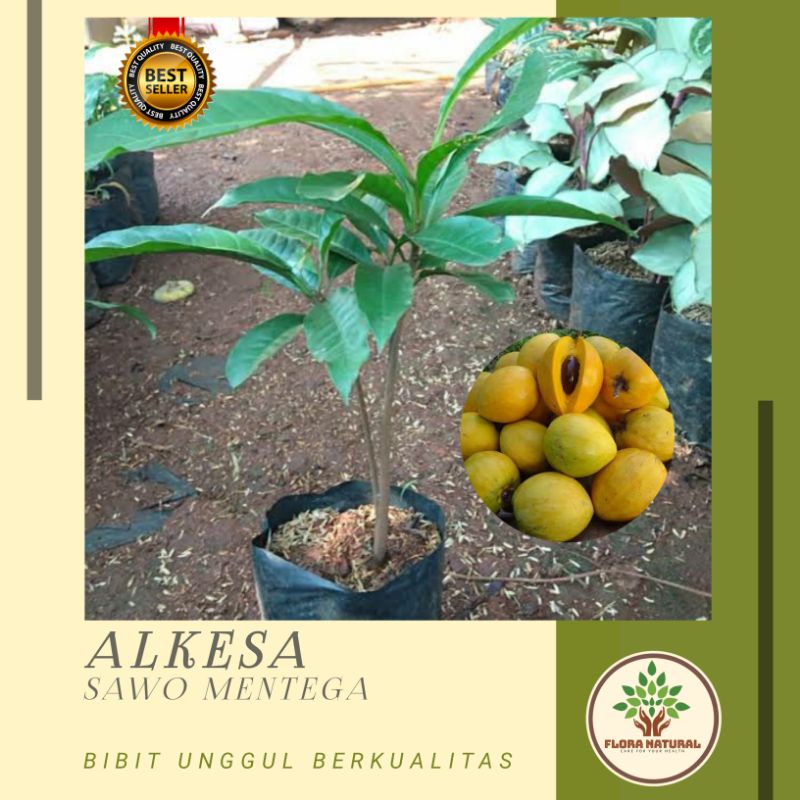 Bibit tanaman sawo mentega alkesa pohon alkesa sawo mentega