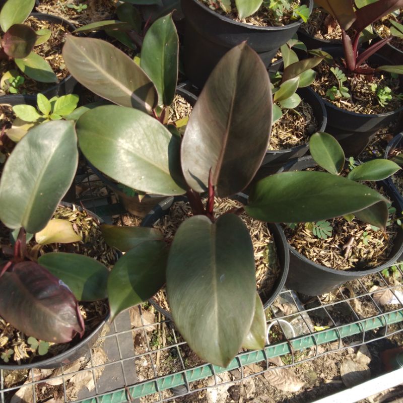 philo black cardinal.