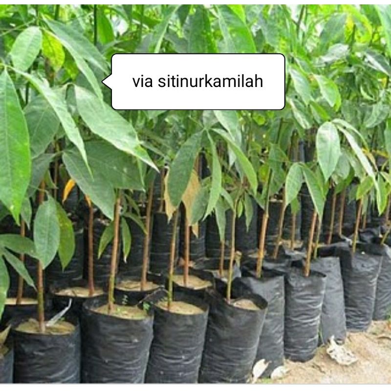 bibit karet pohon karet super