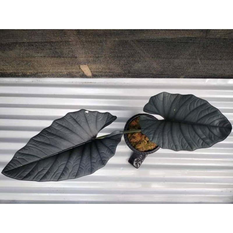 Tanaman Hias Alocasia Reginae Silver Rawatan