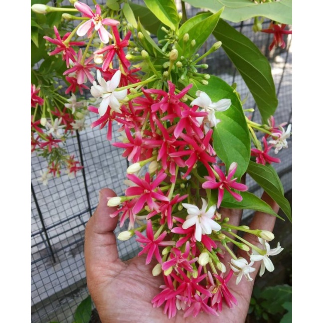 bunga melati belanda/super wangi /melati wangi