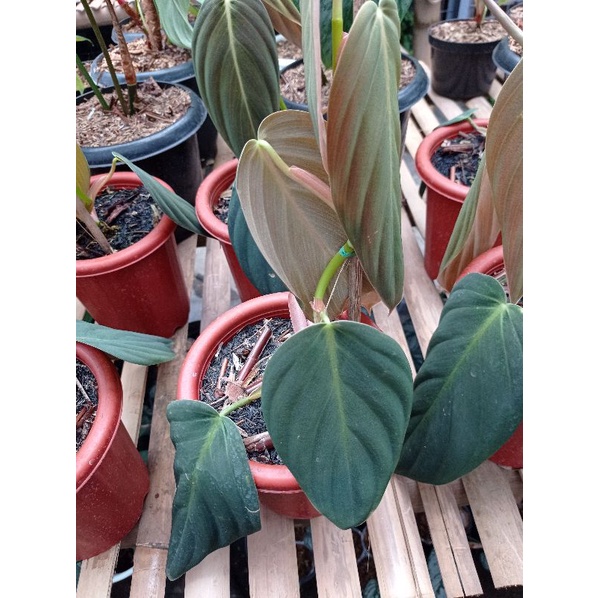 Tanaman Hias Philodendron Gigas Sigas remaja
