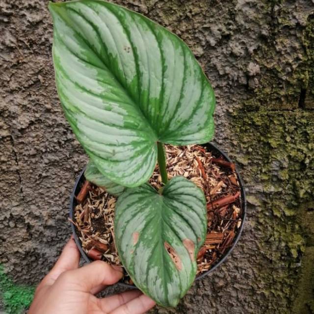 Tanaman Hias Philodendron Mamei Silver Cloud Philo Silver Cloud Shopee Indonesia