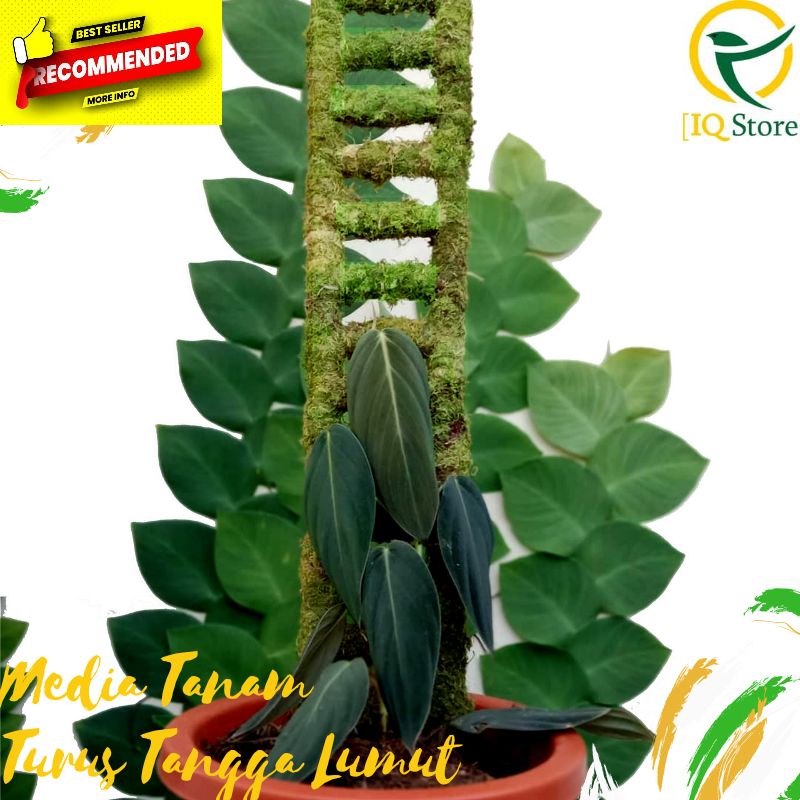 TurusTangga Pipa Lumut 60 cm Tiang Penyangga Tanaman Rambat