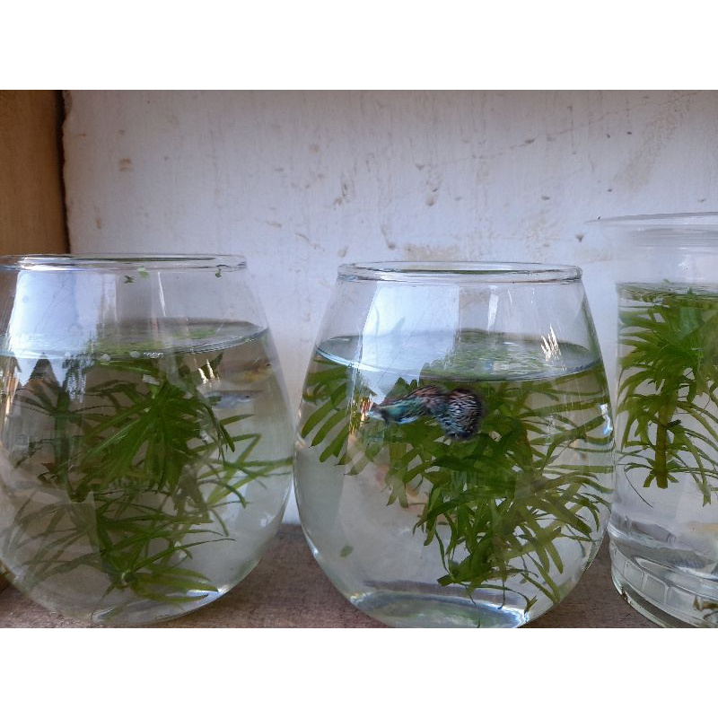 

ikanGuppy(jantan&betina(sepasang)
