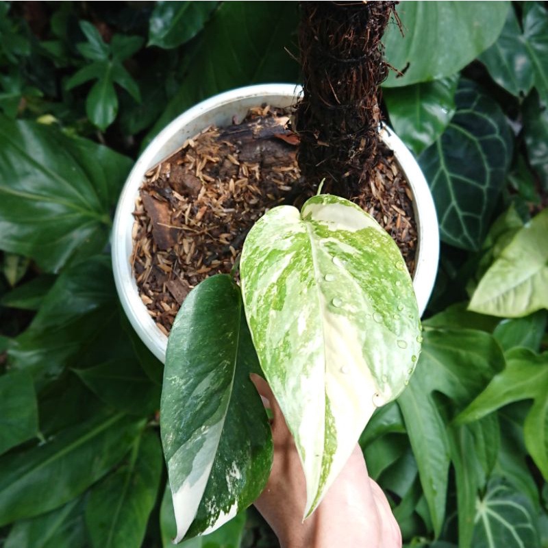 Epipremnum Pinnatum Albo Variegata