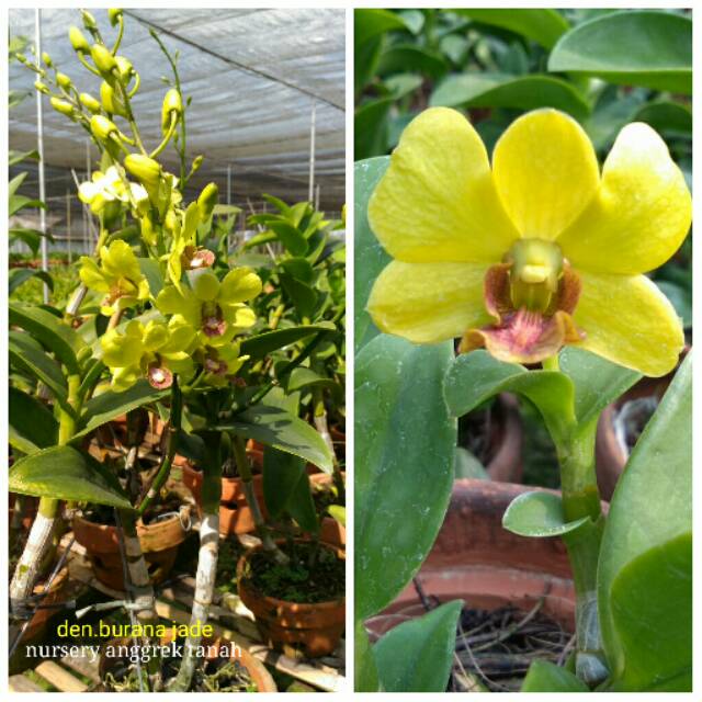 Anggrek Dendrobium Burana Jade