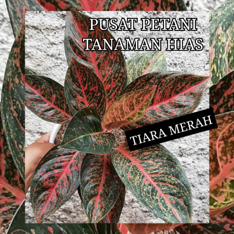 Tanaman Hias aglonema Tiara merah Bibit Bonggol