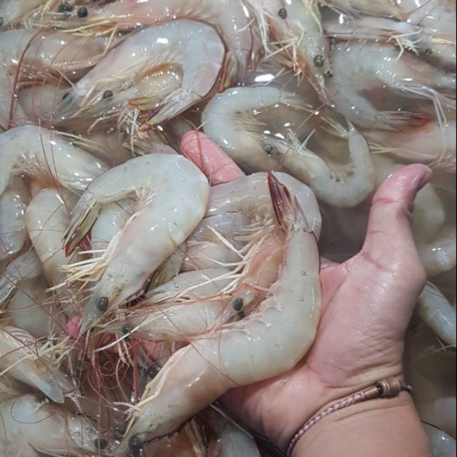 

Udang jerbung /kg