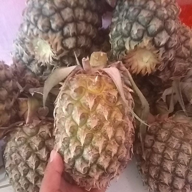 

NANAS 1 BUAH FRESH/ BUAH NANAS MANIS FRESH