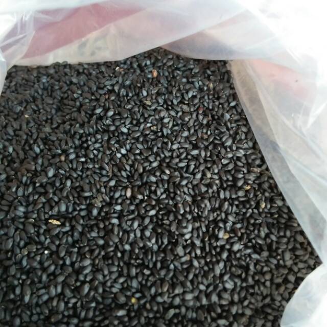 

Biji selasi super asli 30 gram