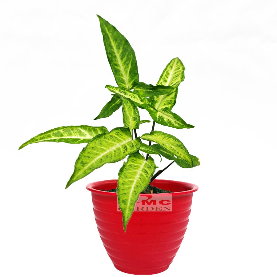 Keladi Mini Runcing Bintang Star Syngonium Trileaf Wonder Talas 2030