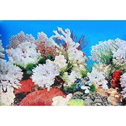 Background Aquarium Gambar 2 Muka Dua Latar Belakang Tinggi 40cm 40 cm