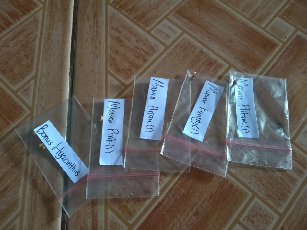 (benih) Biji Bunga Mawar Kuning Cantik Langka