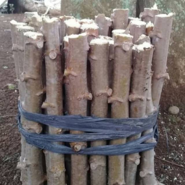 Bibit Pohon Singkong Apuy 1 Ikat - Pohon Singkong Apuy / Singkong Putih