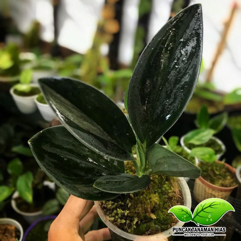 Scindapsus treubii dark from - Scindapsus black - Sirih gading black