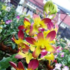 tanaman hias anggrek dendrobium thongdaeng siap berbunga-pohon anggrek siap bunga